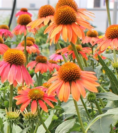 Coneflower Lakota™ Fire (Santa Fe)